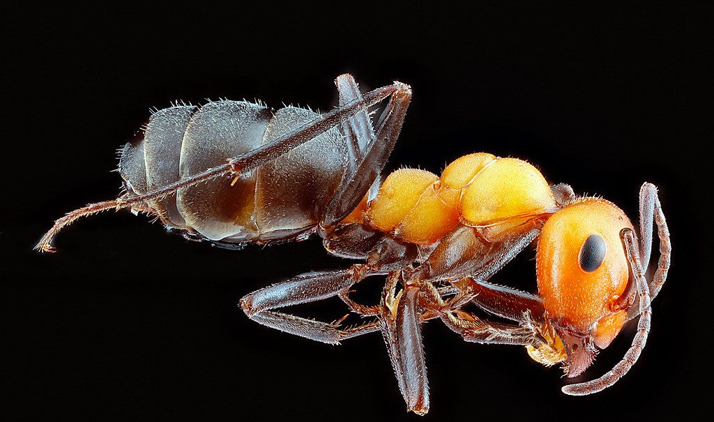 Ant Control service in Downey, CA