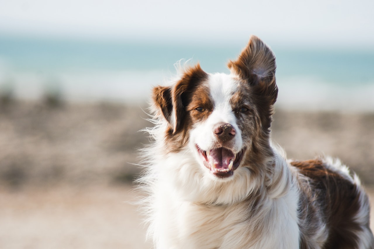 Flea & Tick Control service in Downey, CA
