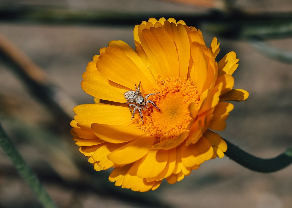 Spider Control service in Downey, CA